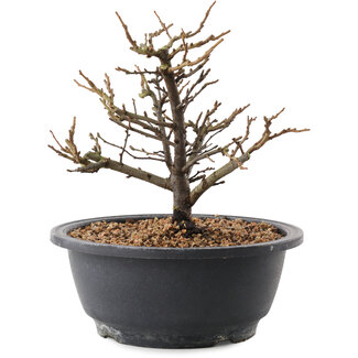 Chaenomeles speciosa, 18,5 cm, ± 12 Jahre alt