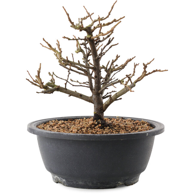 Chaenomeles speciosa, 18,5 cm, ± 12 años, con flores rojas y frutos amarillos