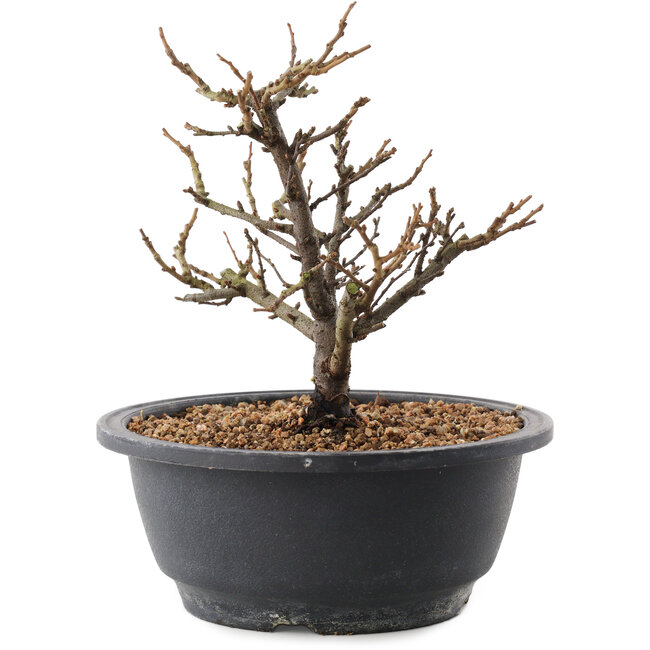 Chaenomeles speciosa, 18,5 cm, ± 12 años, con flores rojas y frutos amarillos