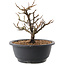 Chaenomeles speciosa, 18,5 cm, ± 12 jaar oud, met rode bloemen en geel fruit