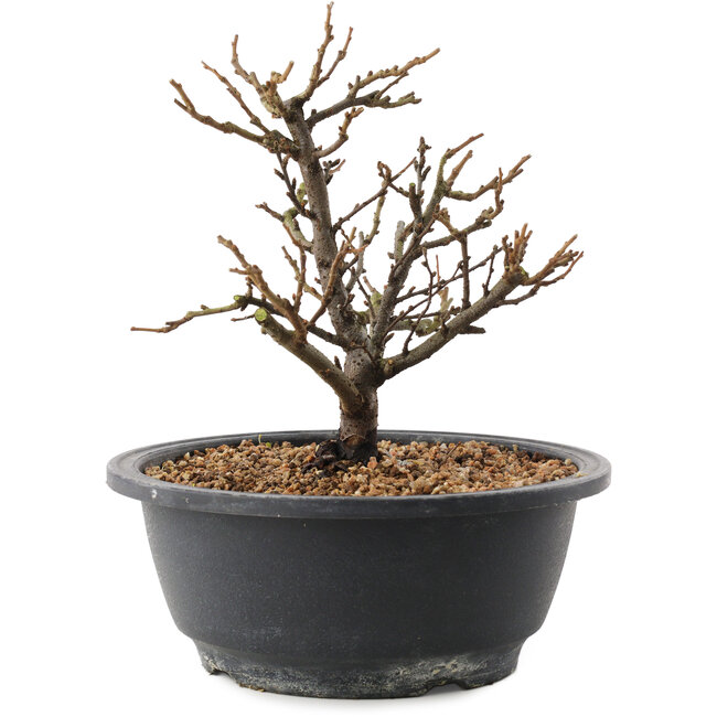 Chaenomeles speciosa, 18,5 cm, ± 12 Jahre alt, mit roten Blüten und gelben Früchten