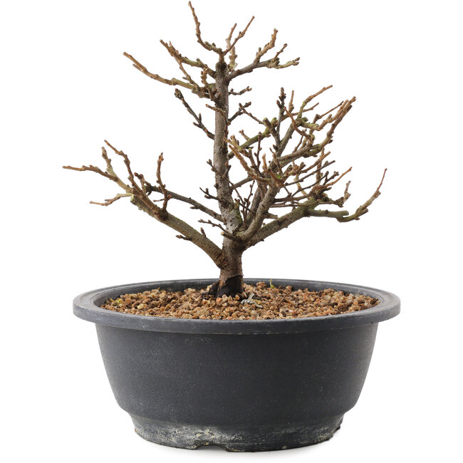 Chaenomeles speciosa, 18,5 cm, ± 12 anni, con fiori rossi e frutti gialli