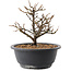 Chaenomeles speciosa, 18,5 cm, ± 12 jaar oud, met rode bloemen en geel fruit