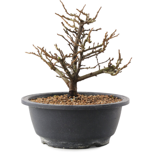 Chaenomeles speciosa, 18,5 cm, ± 12 ans, à fleurs rouges et fruits jaunes