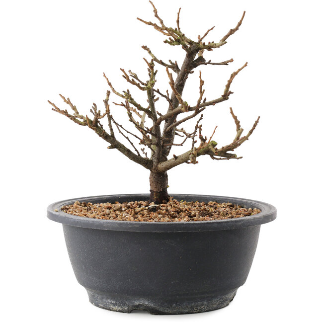 Chaenomeles speciosa, 18,5 cm, ± 12 Jahre alt, mit roten Blüten und gelben Früchten