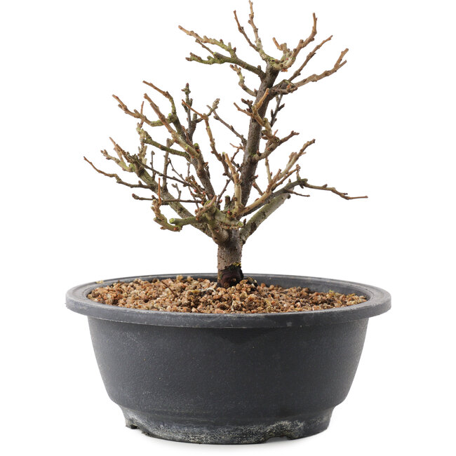 Chaenomeles speciosa, 18,5 cm, ± 12 años, con flores rojas y frutos amarillos