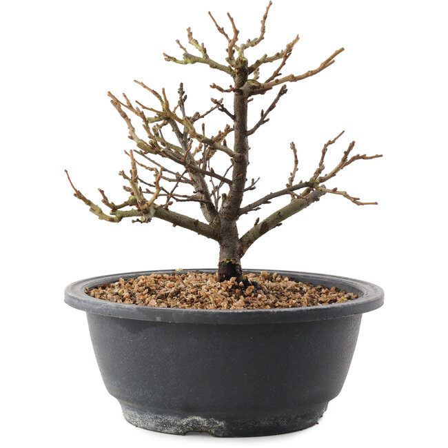 Chaenomeles speciosa, 18,5 cm, ± 12 ans, à fleurs rouges et fruits jaunes