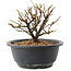 Chaenomeles speciosa, 14 cm, ± 12 jaar oud, met rode bloemen en geel fruit