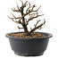 Chaenomeles speciosa, 16 cm, ± 12 jaar oud, met rode bloemen en geel fruit