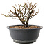 Chaenomeles speciosa, 14 cm, ± 12 jaar oud, met rode bloemen en geel fruit