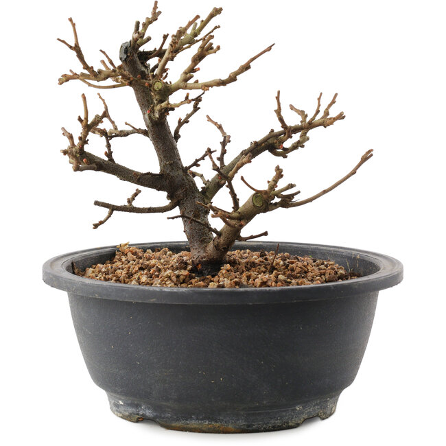 Chaenomeles speciosa, 16 cm, ± 12 anni, con fiori rossi e frutti gialli