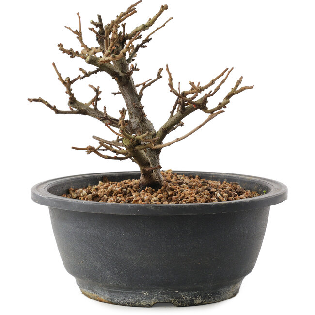 Chaenomeles speciosa, 16 cm, ± 12 jaar oud, met rode bloemen en geel fruit