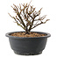 Chaenomeles speciosa, 14 cm, ± 12 jaar oud, met rode bloemen en geel fruit