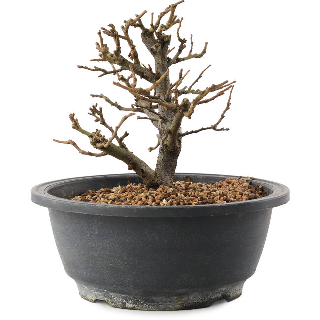 Chaenomeles speciosa, 16 cm, ± 12 ans, à fleurs rouges et fruits jaunes