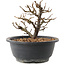 Chaenomeles speciosa, 16 cm, ± 12 jaar oud, met rode bloemen en geel fruit