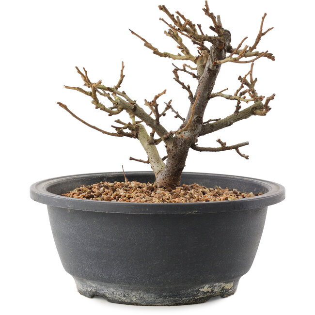 Chaenomeles speciosa, 16 cm, ± 12 años, con flores rojas y frutos amarillos