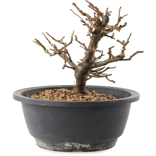 Chaenomeles speciosa, 16 cm, ± 12 anni, con fiori rossi e frutti gialli