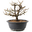 Chaenomeles speciosa, 19,5 cm, ± 12 jaar oud, met rode bloemen en geel fruit