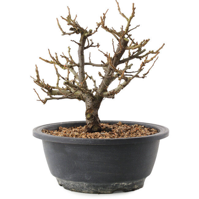 Chaenomeles speciosa, 19,5 cm, ± 12 años, con flores rojas y frutos amarillos