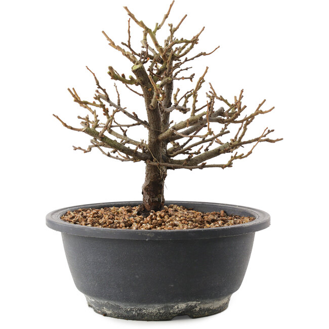 Chaenomeles speciosa, 19,5 cm, ± 12 ans, à fleurs rouges et fruits jaunes