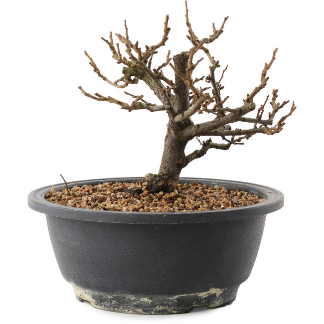 Chaenomeles speciosa, 15 cm, ± 12 Jahre alt, mit roten Blüten und gelben Früchten