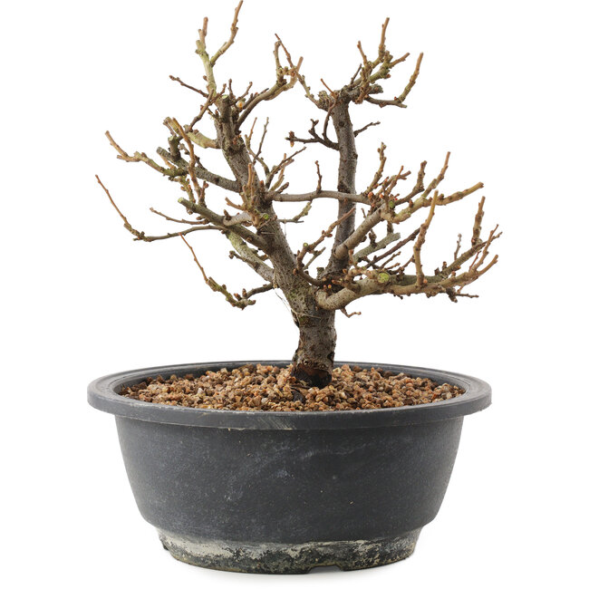 Chaenomeles speciosa, 19,5 cm, ± 12 Jahre alt, mit roten Blüten und gelben Früchten