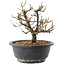 Chaenomeles speciosa, 19,5 cm, ± 12 jaar oud, met rode bloemen en geel fruit