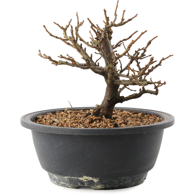 Chaenomeles speciosa, 15 cm, ± 12 anni, con fiori rossi e frutti gialli