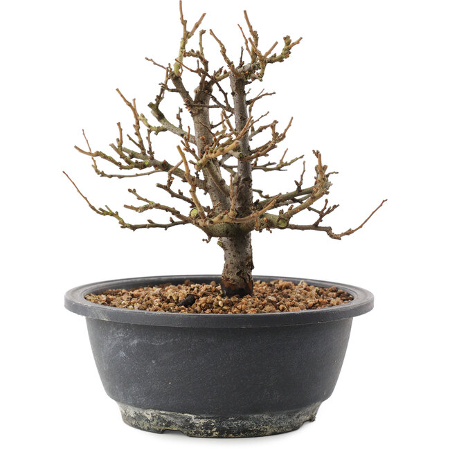 Chaenomeles speciosa, 19,5 cm, ± 12 Jahre alt, mit roten Blüten und gelben Früchten