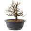 Chaenomeles speciosa, 19,5 cm, ± 12 ans, à fleurs rouges et fruits jaunes