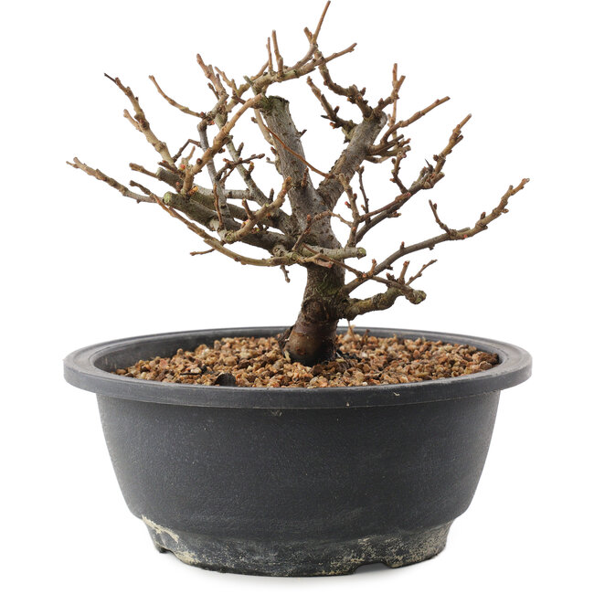 Chaenomeles speciosa, 15 cm, ± 12 Jahre alt, mit roten Blüten und gelben Früchten