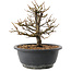 Chaenomeles speciosa, 19,5 cm, ± 12 ans, à fleurs rouges et fruits jaunes