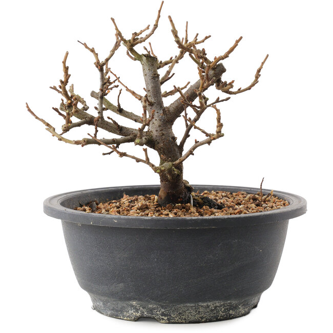 Chaenomeles speciosa, 15 cm, ± 12 años, con flores rojas y frutos amarillos