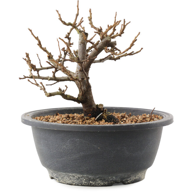 Chaenomeles speciosa, 15 cm, ± 12 años, con flores rojas y frutos amarillos