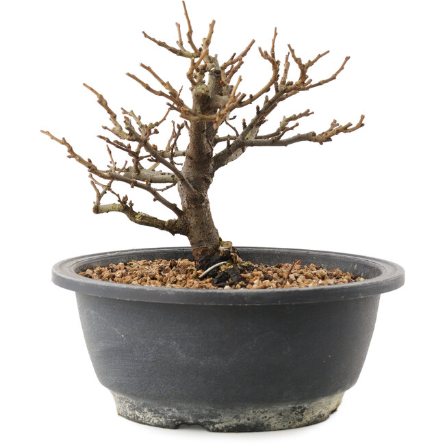 Chaenomeles speciosa, 15 cm, ± 12 jaar oud, met rode bloemen en geel fruit