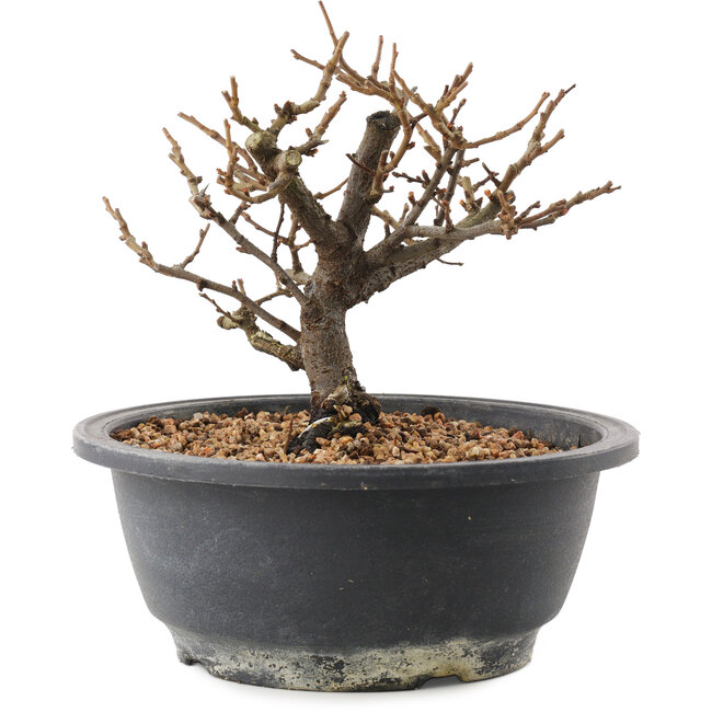 Chaenomeles speciosa, 15 cm, ± 12 Jahre alt, mit roten Blüten und gelben Früchten