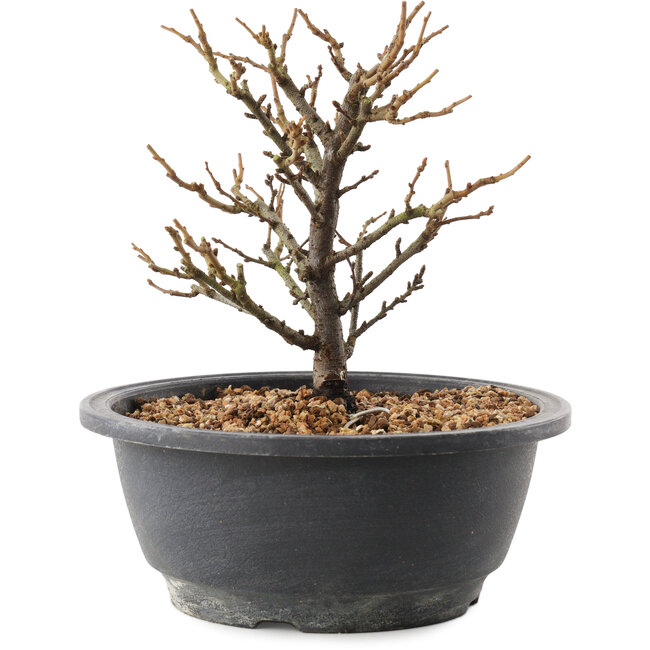 Chaenomeles speciosa, 17 cm, ± 12 jaar oud, met rode bloemen en geel fruit