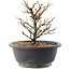 Chaenomeles speciosa, 17 cm, ± 12 jaar oud, met rode bloemen en geel fruit