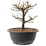 Chaenomeles speciosa, 18,5 cm, ± 12 jaar oud, met rode bloemen en geel fruit