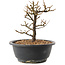 Chaenomeles speciosa, 18,5 cm, ± 12 jaar oud, met rode bloemen en geel fruit