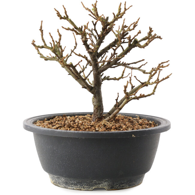 Chaenomeles speciosa, 16,5 cm, ± 12 ans, à fleurs rouges et fruits jaunes