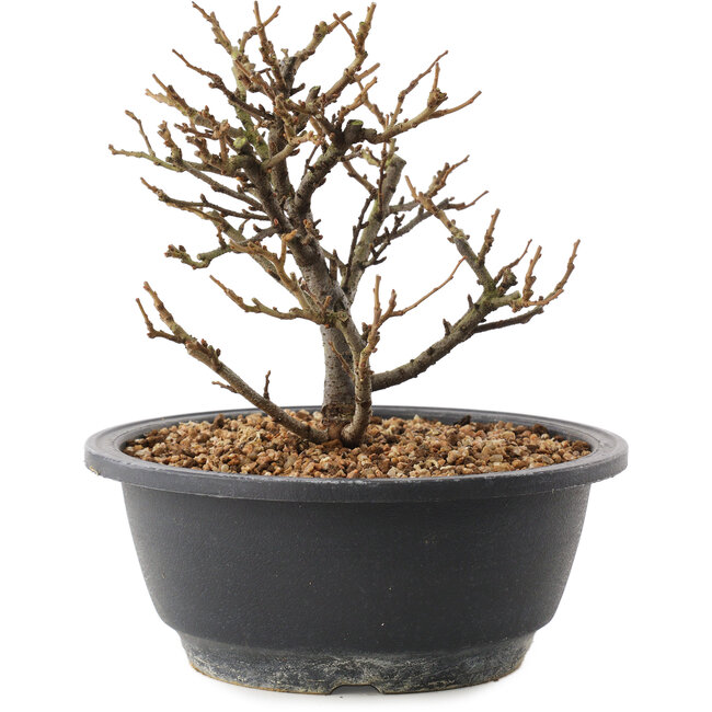 Chaenomeles speciosa, 16,5 cm, ± 12 Jahre alt, mit roten Blüten und gelben Früchten