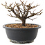 Chaenomeles speciosa, 14 cm, ± 12 jaar oud, met rode bloemen en geel fruit