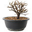 Chaenomeles speciosa, 14 cm, ± 12 jaar oud, met rode bloemen en geel fruit