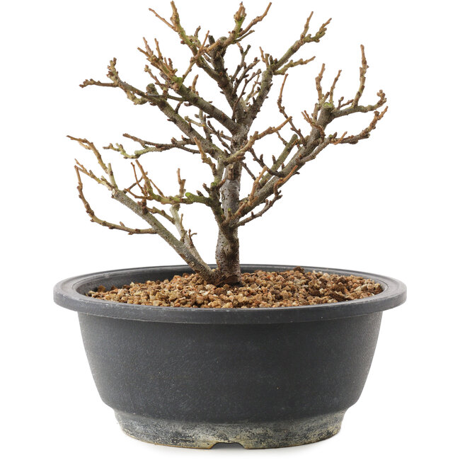 Chaenomeles speciosa, 16,5 cm, ± 12 Jahre alt, mit roten Blüten und gelben Früchten