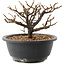 Chaenomeles speciosa, 14 cm, ± 12 jaar oud, met rode bloemen en geel fruit