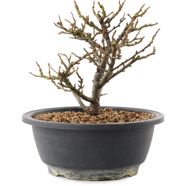 Chaenomeles speciosa, 16,5 cm, ± 12 Jahre alt, mit roten Blüten und gelben Früchten