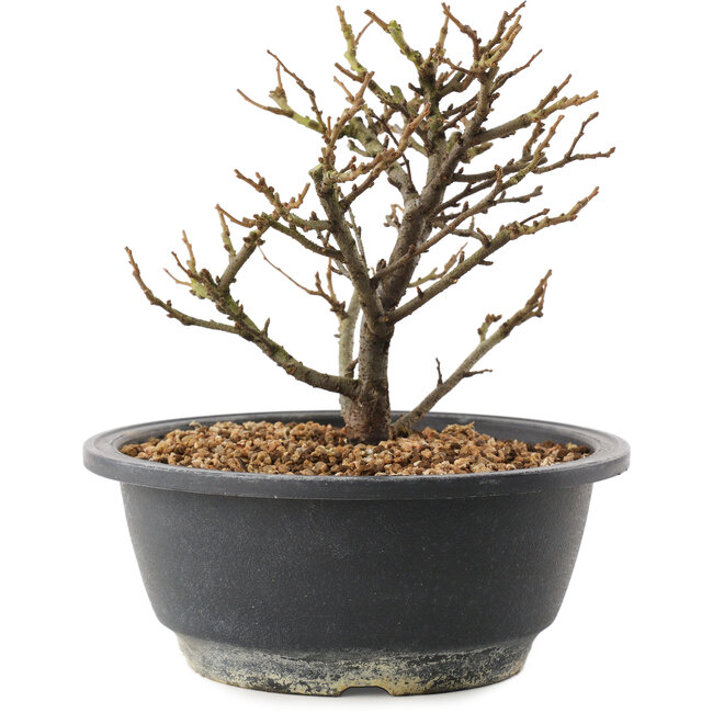 Chaenomeles speciosa, 16,5 cm, ± 12 anni, con fiori rossi e frutti gialli