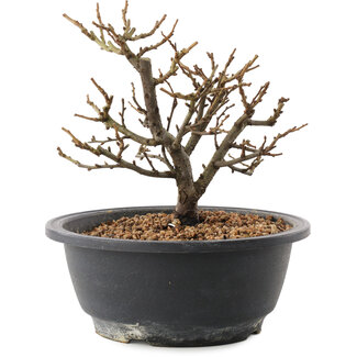 Chaenomeles speciosa, 17,5 cm, ± 12 Jahre alt