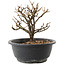 Chaenomeles speciosa, 17,5 cm, ± 12 jaar oud, met rode bloemen en geel fruit